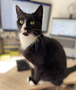 black and white cat sitting on desk infront of monitor